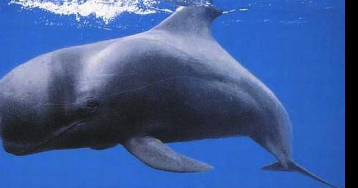 Une baleine à plan d eau d ostricourt