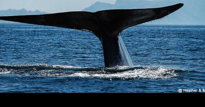 Une baleine cest echouee près de Regio Calabria