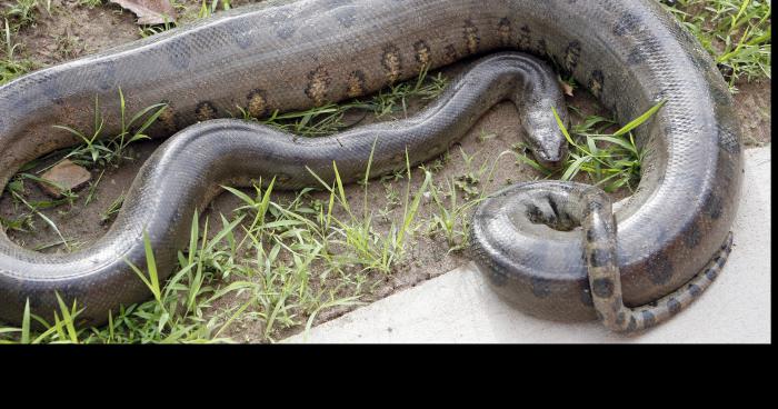 Un anaconda retrouver dans le jardin d'un habitant résident à Lens.