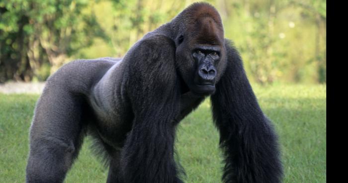 Gorille Kandrie évadé du zoo