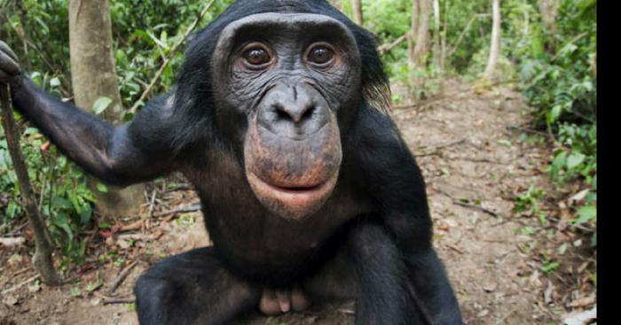 Un bonobo tue un enfant