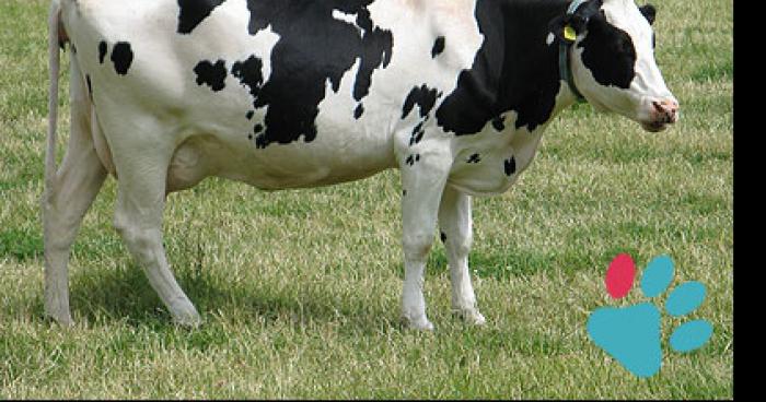 Règlement de comptes de vache a Metabief
