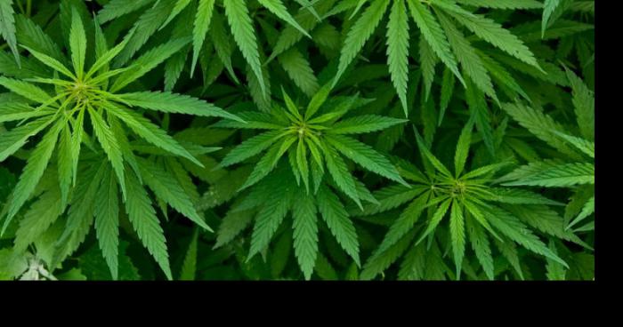 Cannabis légale dès janvier 2016