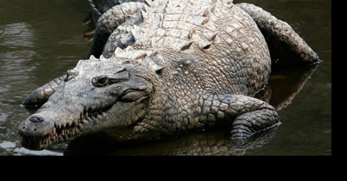 Crocodile en liberté dans le lac de bedane