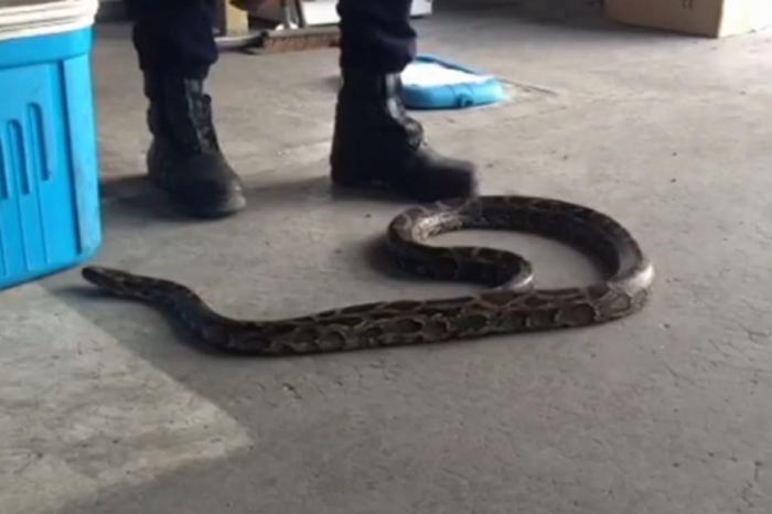 Prudence!!! Serpents en masse dans la ville de la Rochelle