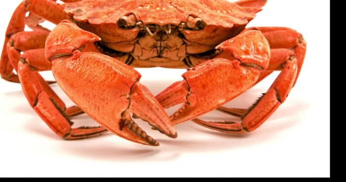 Combat de crabe non reglementé ?