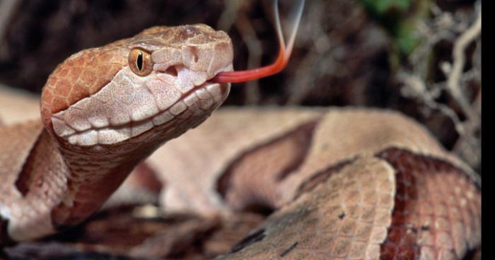 Un anaconda découvert à Doullens (Picardie)