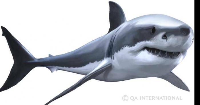 Requin blanc dans toutes la mer mediterranné gardes cotes interdit la beignade plus de 6 000 requin blan