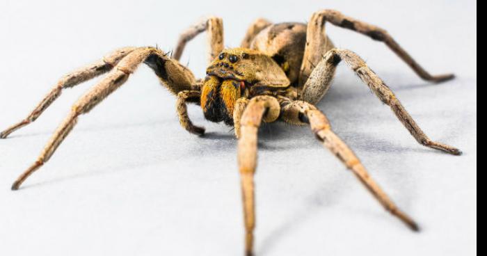 ALERTE INFO invasion araignée a Courcelles