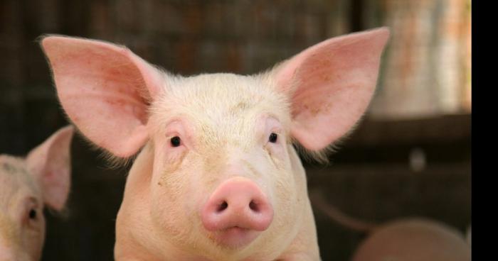 BFM 24/24 - France - Haute-Garonne: Les gendarmes interviennent pour arrêter… un cochon