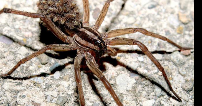 Thousands of spiders blanket San Diego County after escaping fire