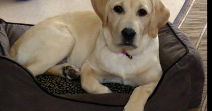 Une jeune chienne Labrador fait gagner l'Euromillion à ses propriétaires