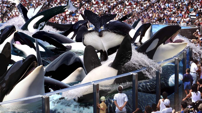 Scandale : SeaWorld dévoile son nouveau spectacle d'une vingtaine d'orques