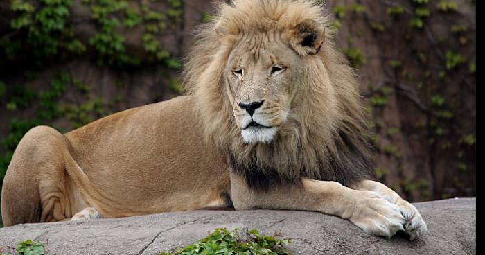 Un lion se sauve du zoo de lille apersu a HEM