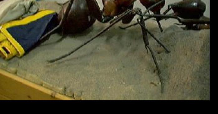 Invasion de fourmis geante a sancerre