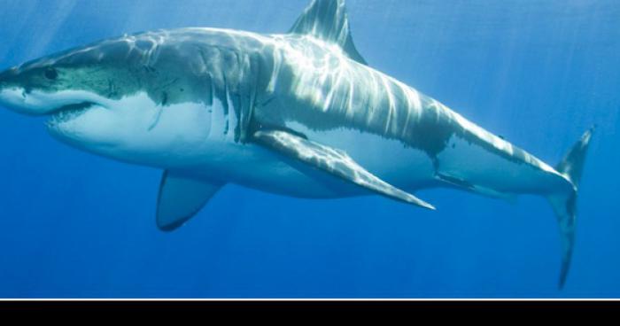 Kelly Slater est mort  à cause d'une attaque de requin blanc à J.Bay.