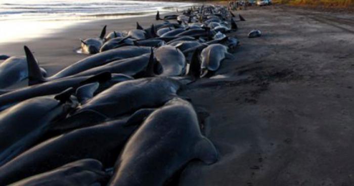Bretagne: Une erreur militaire tue des centaines de dauphins