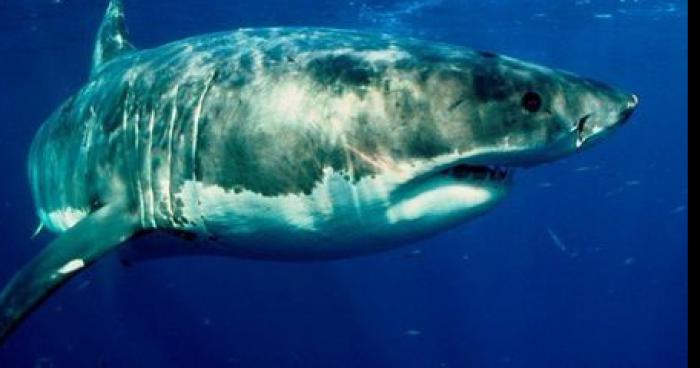 Un Grand Requin Blanc aperçu en Méditerranée - Requin Blanc En Méditerranée