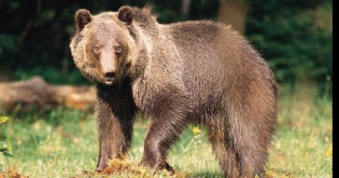 Un ours a été vu dans un boisé de  Charlesbourg Nord à Québec.