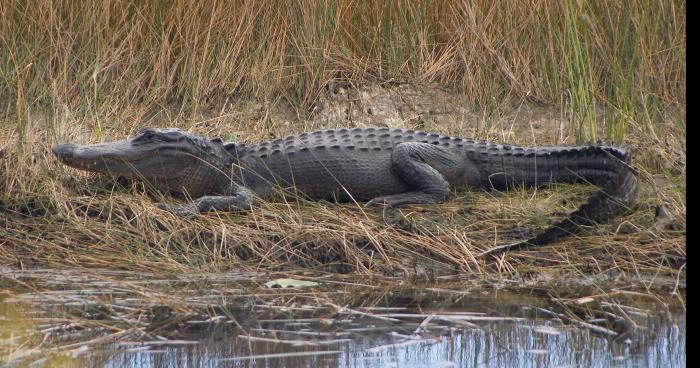 Un alligator retrouvé dans une retenue d'eau en Ardèche