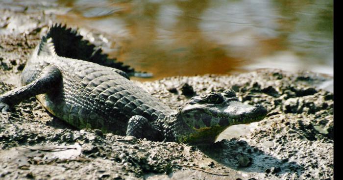 Un crocodile découvert sur les berges du lac de Roquebrune-sur-Argens