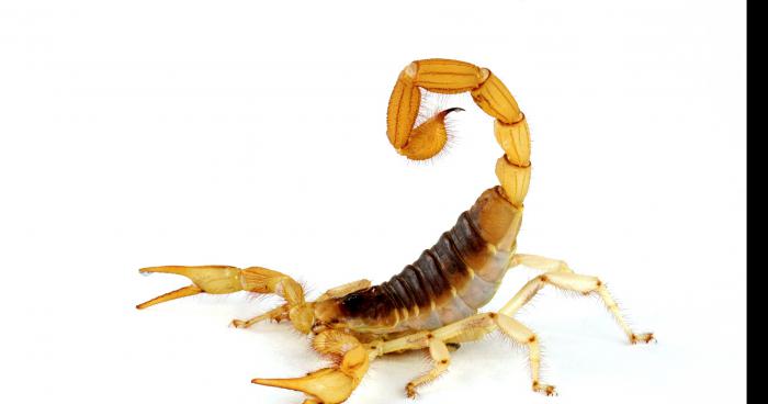 Un scorpion