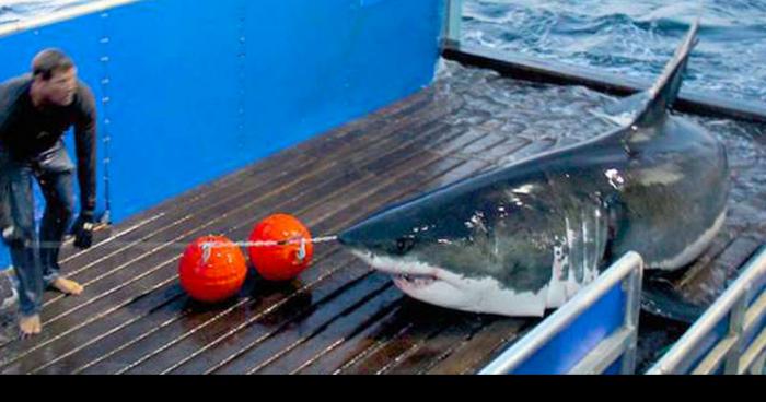 Un Requin Blanc pêcher sur les côtes bretonne!! 