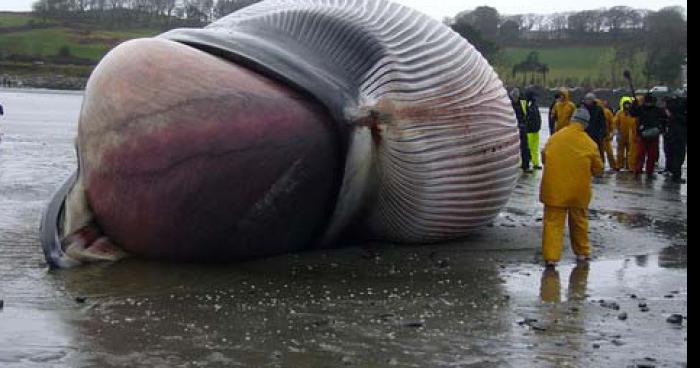 Une baleine retrouvée sur les berge à Tubize