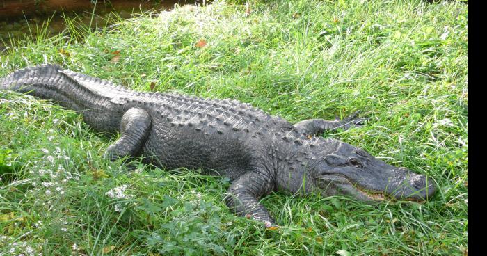 Un crocodile à bouce