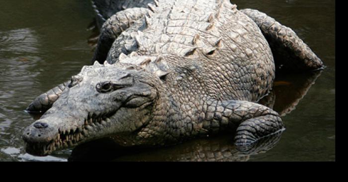 Crocodile découvert dans le Lac Léman