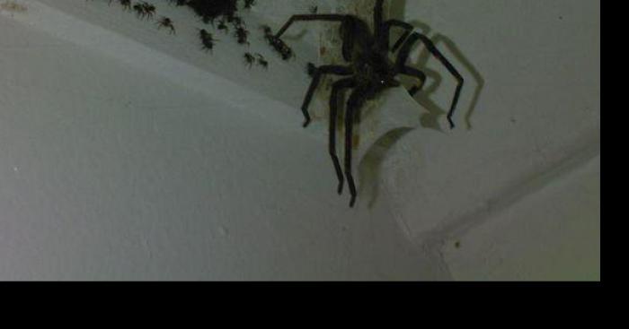 Une nouvelle sorte d'araignée découvert à st-Hubert