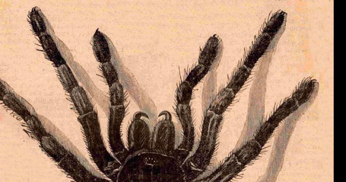 Une invasion d'araignées géantes à Jambes