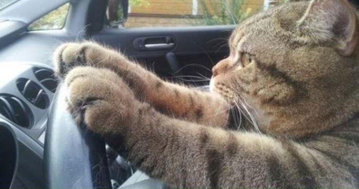 UBER propose de vous faire conduire par un chat !