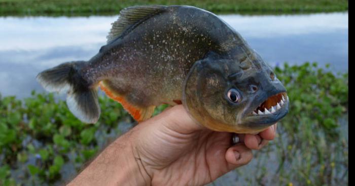 Prolifération importante de Piranhas  en Camargue  et sur les rives du Lez