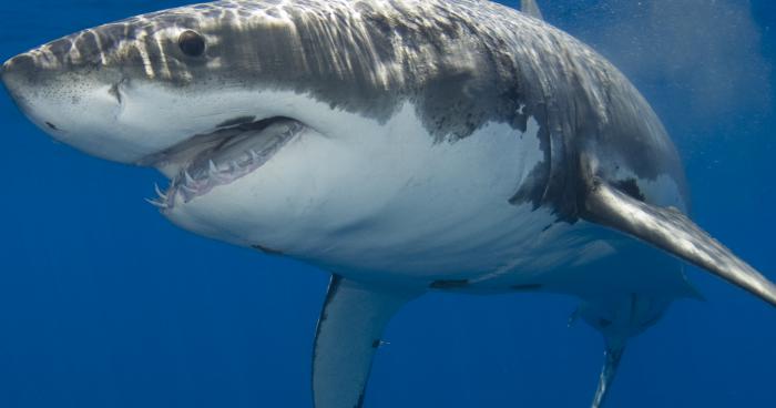 De nouvelles photos du requin de Pavalas