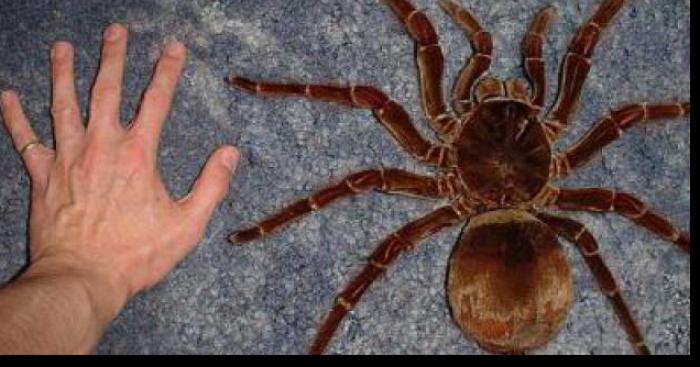 Les plus grosses araignées arrivent en Europe et dans nos pays