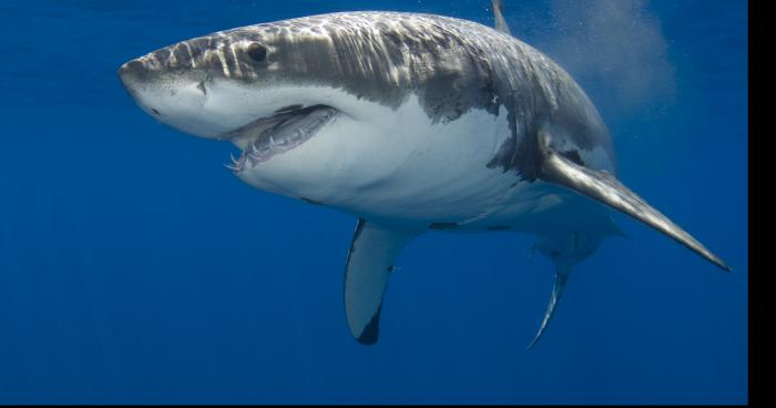 Requin blanc dans le gardon d'Ales