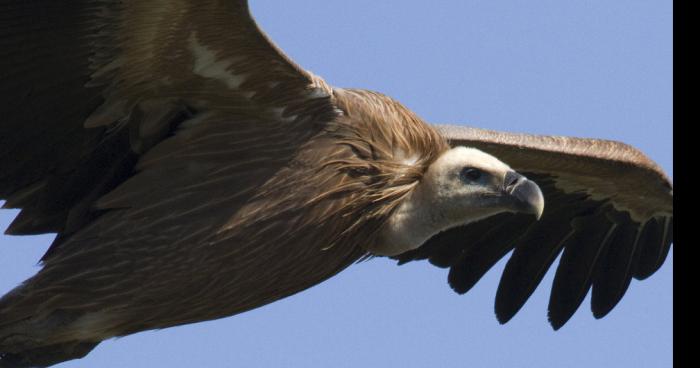 Attaque de vautours