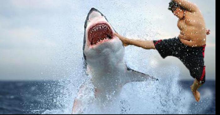 Incroyable, un ancien jeune vitrollais de Meyreuil tue un requin blanc de 4m dans l'Arc