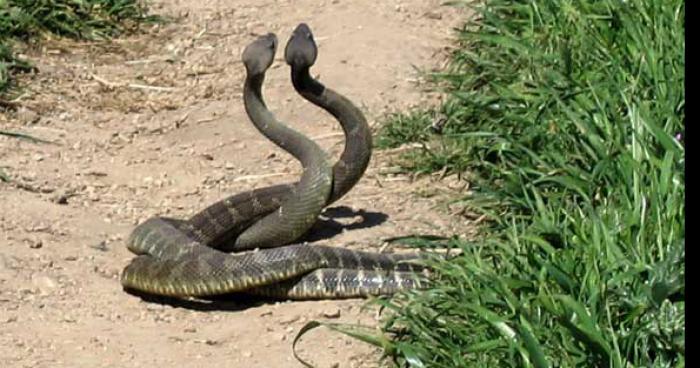 Invasions de serpents à sonnettes