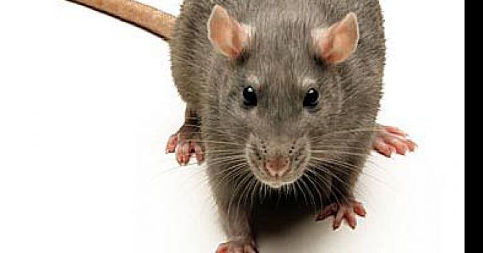 Des milliers de rats s’échappent dans la ville de Noisy Le Sec