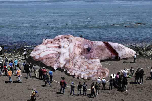 Un calamar géant radioactif échoué en Bretagne