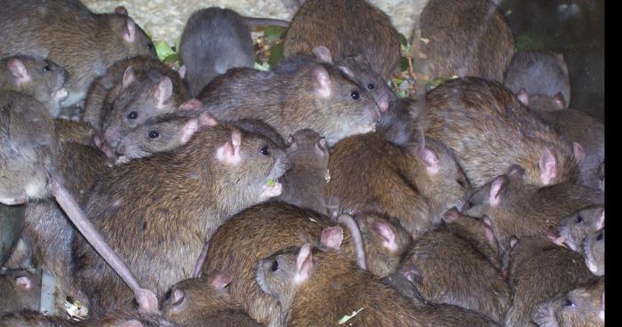 Invasion de rats a Roubaix